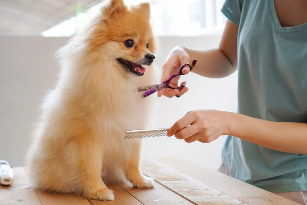 Pet Grooming